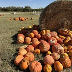 The Robinson Family Farm - Pumpkins