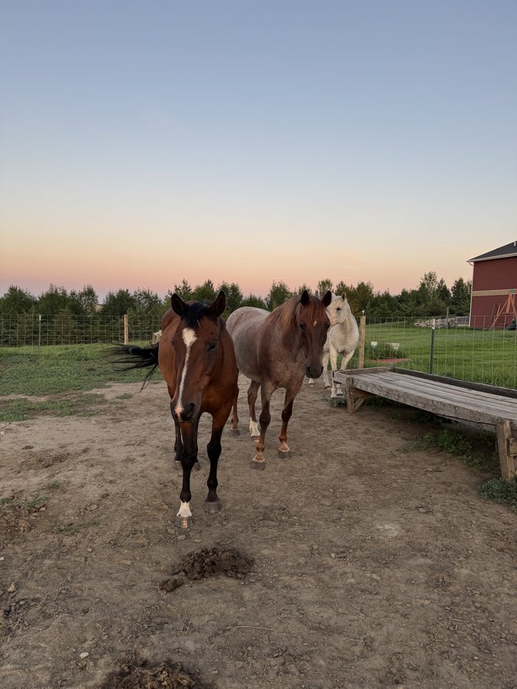 Hilmoe Horse Haven Logo