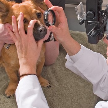 Eye Care For Animals Tampa 12 Reviews Veterinarians 5406 Hoover Blvd Tampa Fl Phone Number