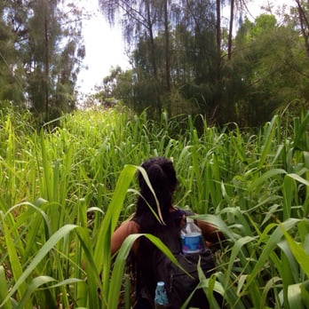 Kamiloiki Ridge Trail - Talk grass, itchy goodness! - Hiking Near Me - Honolulu, Hawaii Kamiloiki Ridge Trail - Talk grass, itchy goodness! - Hiking Near Me - Honolulu, Hawaii
