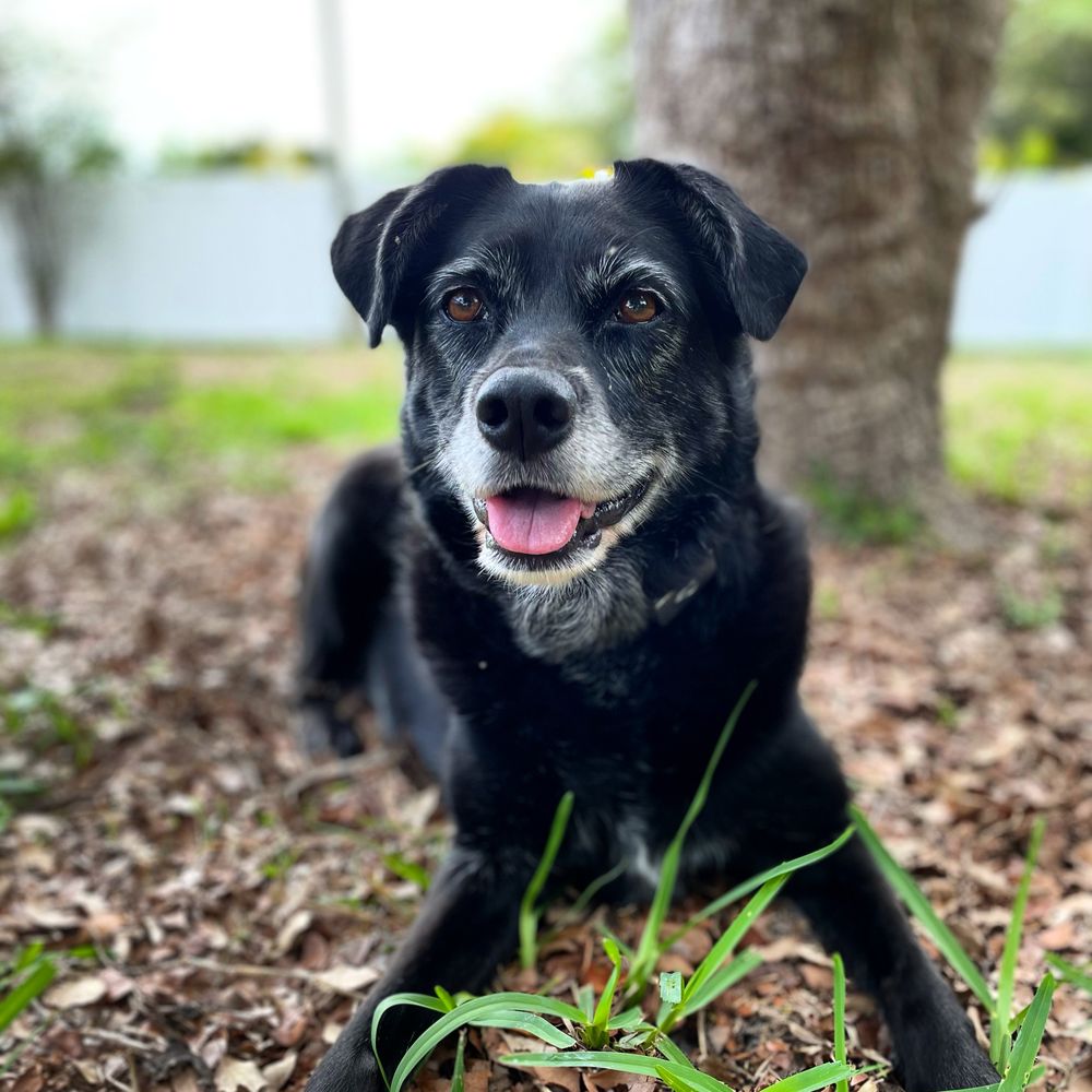 Qualified Pet Services Image