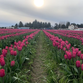 Roozengaarde Display Garden & Store - Florists Near Me - Mount Vernon, Washington Roozengaarde Display Garden & Store - Florists Near Me - Mount Vernon, Washington