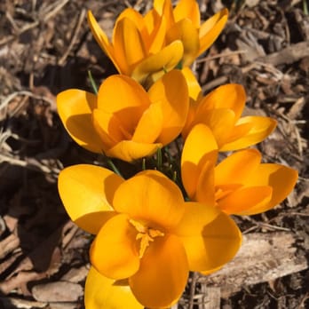 Patterson Park - The first brave buds! - Landmarks & Historical Buildings Near Me - Baltimore, Maryland
