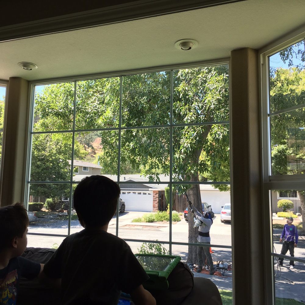 Torres Tree Service - My boys watching the crew do their thing. - Tree Services Near Me - San Jose, California