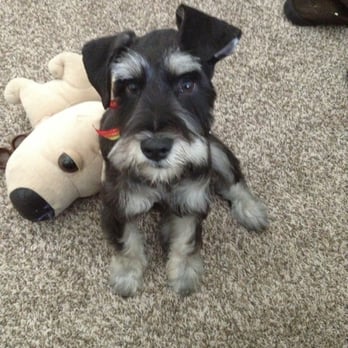Q d Doggie - After groom - Pet Groomers Near Me - Lake Forest, California