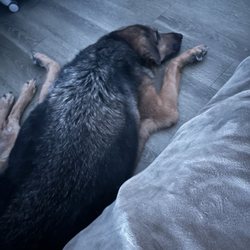 Pawsitively with Lev - Sweet Hank