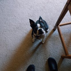 Ellettsville Veterinary Clinic - Louie