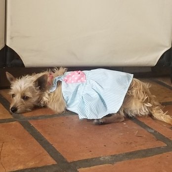Paw Dazzle - Pet Groomers Near Me - Phoenix, Arizona
