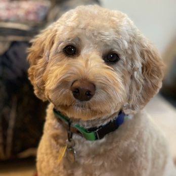 Barking Dogs Mobile Grooming - Cooper - Pet Groomers Near Me