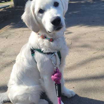 OC Goldens - Pet Breeders Near Me OC Goldens - Pet Breeders Near Me