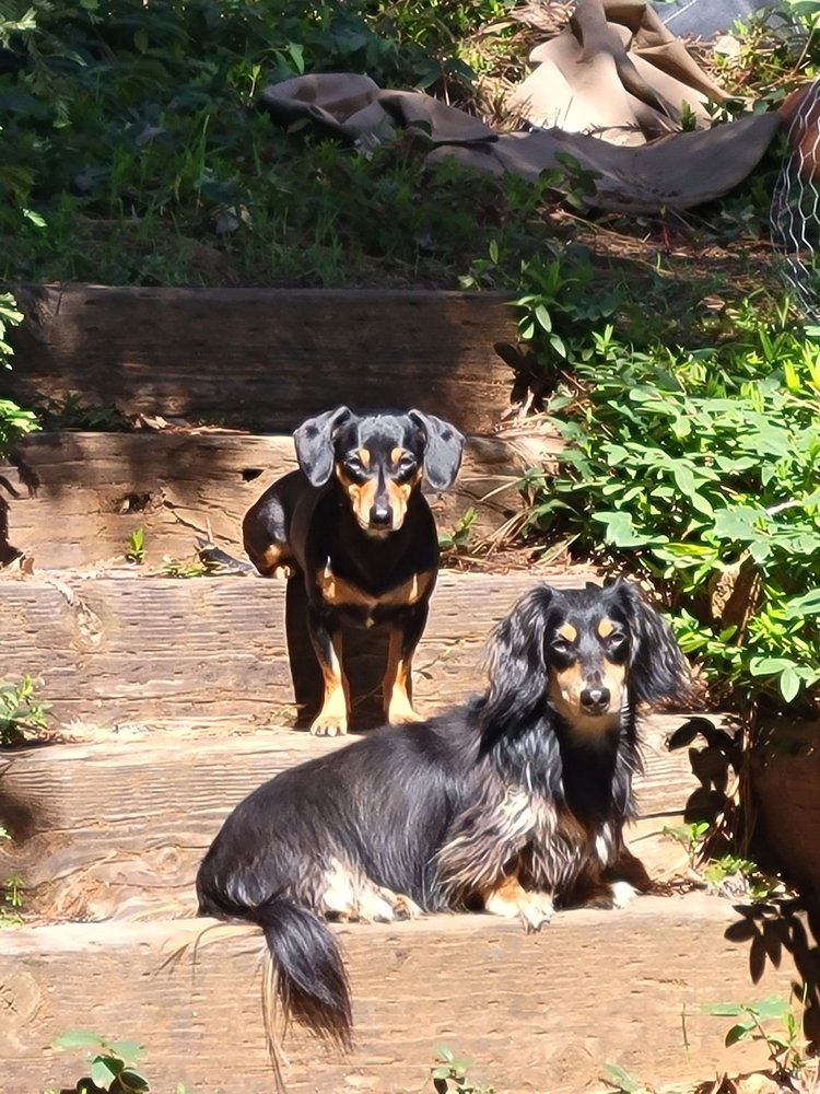 GENTLE TOUCH MOBILE PET GROOMING Updated September 2024 11 Reviews