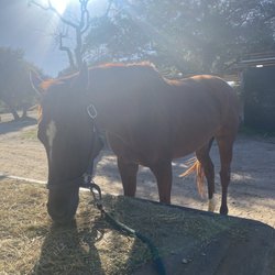 Bee Cave Riding Center - "Please just a bite"