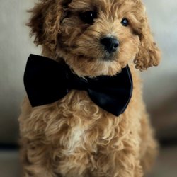Pleasant Home Puppies