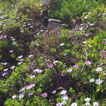 Ted Craig Regional Park - A duck posing mysteriously in the flowers at Craig Regional Park - Parks Near Me - Fullerton, California Ted Craig Regional Park - A duck posing mysteriously in the flowers at Craig Regional Park - Parks Near Me - Fullerton, California