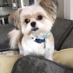 Scruffy Paws Pet Grooming Salon, Inc