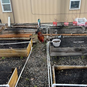 PNW Automotive - Garden chicken! - Auto Repair Near Me - Astoria, Oregon PNW Automotive - Garden chicken! - Auto Repair Near Me - Astoria, Oregon