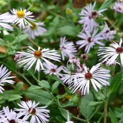 Florida Native Plants Nursery & Landscaping - Wildflowers