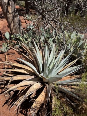 Devil's Bridge Trailhead by null