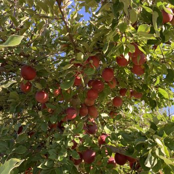 Rainbow Orchards - Fruits & Veggies Near Me - Camino, California Rainbow Orchards - Fruits & Veggies Near Me - Camino, California