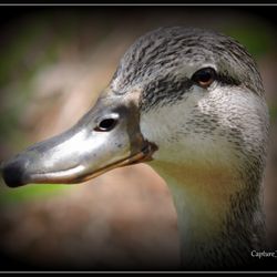 Datsko Park - Female Mallard Duck seen at Datsko Park. Photography by:T.Gilmore