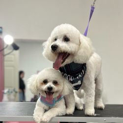 Luxe Pup Studio