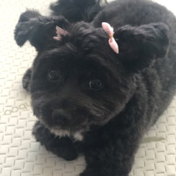 Pawsitive Pet Grooming - Two bows groomed by Pawsitive. Lina - Pet Groomers Near Me - Covina, California Pawsitive Pet Grooming - Two bows groomed by Pawsitive. Lina - Pet Groomers Near Me - Covina, California