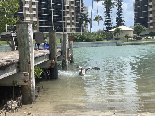 Delnor-Wiggins Pass State Park by null