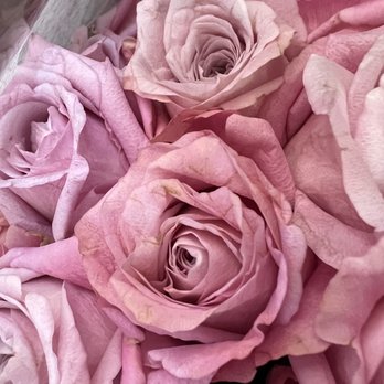 Rosa Rosa Flowers - Florists Near Me - New York, New York Rosa Rosa Flowers - Florists Near Me - New York, New York
