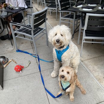 Siena Tavern - Puppies on the patio!! - Italian Near Me - Chicago, Illinois Siena Tavern - Puppies on the patio!! - Italian Near Me - Chicago, Illinois