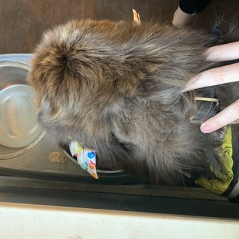 Doggie Paws - Left side of ear - Pet Groomers Near Me - Sparta, Michigan