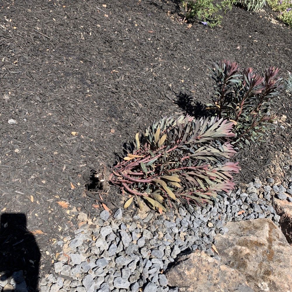 The Gopher Guy - Roots destroyed by gopher. - Pest Control Near Me - Oakley, California The Gopher Guy - Roots destroyed by gopher. - Pest Control Near Me - Oakley, California