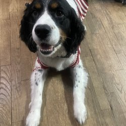 TailSpin Pet Grooming