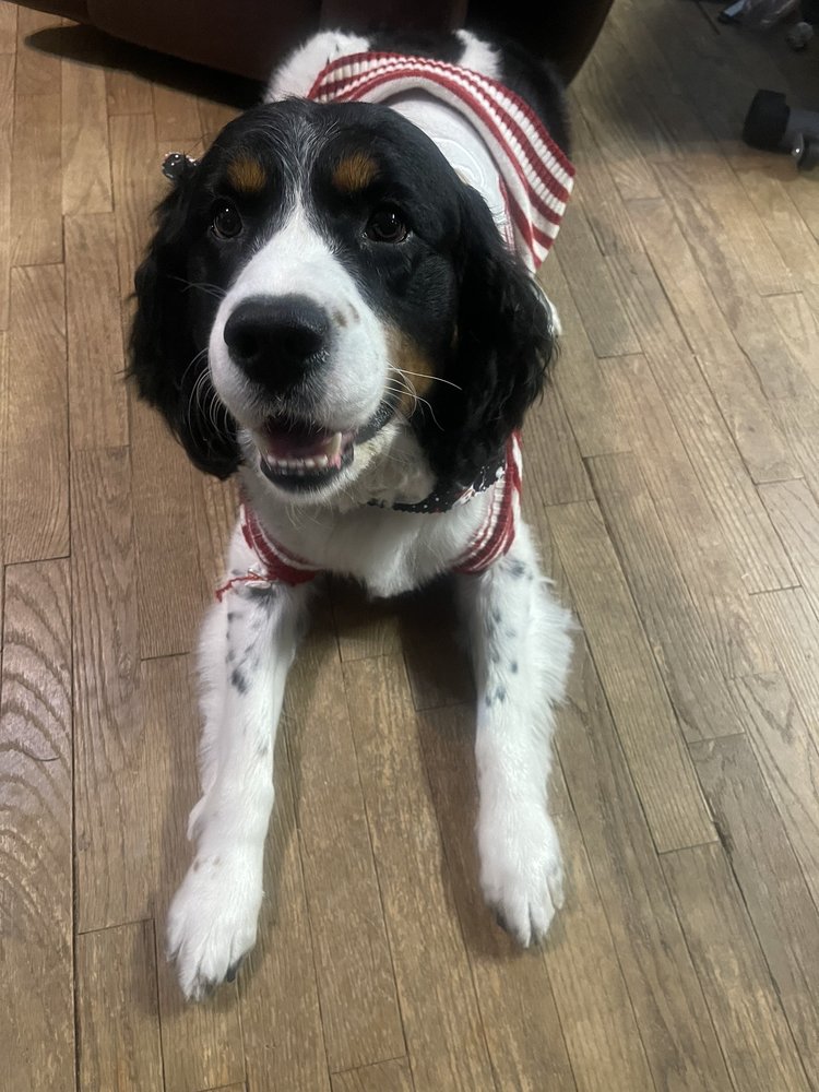 TAILSPIN PET GROOMING Updated June 2024 3271 Van Buren St