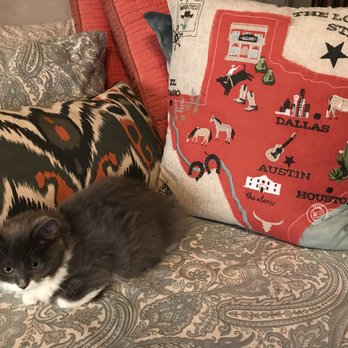 Texas Ragdoll Kittens - Well loved and raised at home. Our babies are the best in Texas. https://txragdollkitten.com/available-kittens/ - Pet Breeders Near Me Texas Ragdoll Kittens - Well loved and raised at home. Our babies are the best in Texas. https://txragdollkitten.com/available-kittens/ - Pet Breeders Near Me