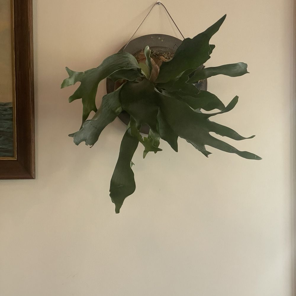 Mayport Brewing - There are staghorn ferns all over. I am in Love - Beer Bar Near Me - Jacksonville, Florida Mayport Brewing - There are staghorn ferns all over. I am in Love - Beer Bar Near Me - Jacksonville, Florida