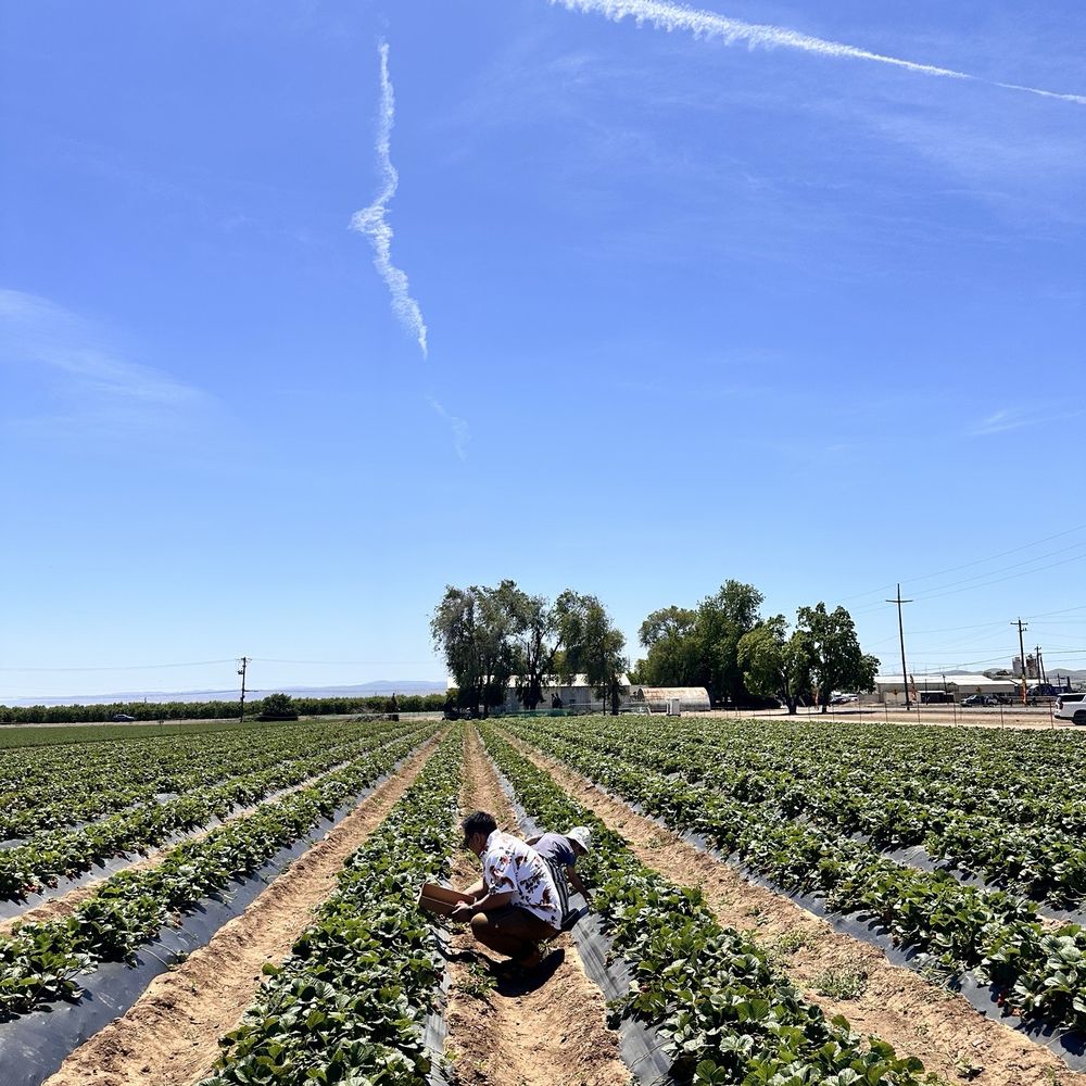 Old Ridgefield, image size:1000x1000