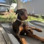 Photo of Yard Fresh Pet Waste Management