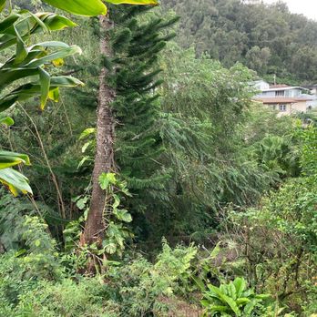 MonkeyMan Tree Care - Norfolk Pine - Tree Services Near Me - Aiea, Hawaii MonkeyMan Tree Care - Norfolk Pine - Tree Services Near Me - Aiea, Hawaii