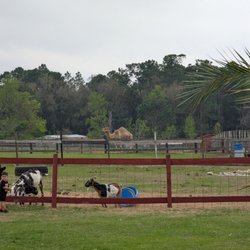 Petting Zoo Ocala - Kid petting the animal