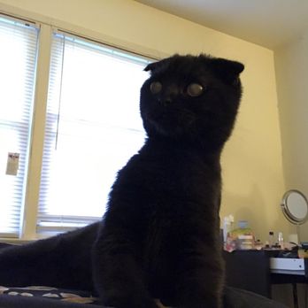 Luxury Kittens Scottish Fold - Pet Stores Near Me - Brooklyn, New York
