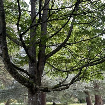 Dryburgh Abbey - So many places to sit and so many different trees - Landmarks & Historical Buildings Near Me - St Boswells, SCB