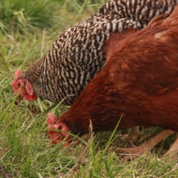 Honey Brook Farms