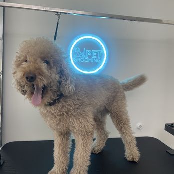 Snoopy Dog Style - happy dog - Pet Groomers Near Me Snoopy Dog Style - happy dog - Pet Groomers Near Me