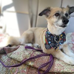 Pet Magic RVA - This is Marilyn, just groomed at Pet Magic!