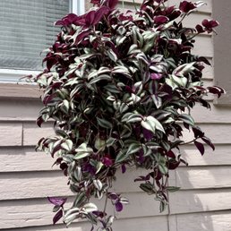 Inch plant in a hanging basket. Inch plant in a hanging basket.