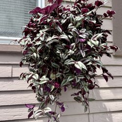 Casey's Garden Shop - Inch plant in a hanging basket.