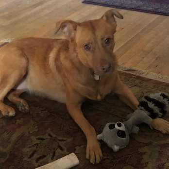 AirBud & B - Pet Sitting Near Me