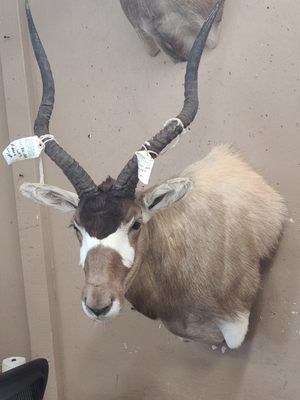 Rhodes Bros Taxidermy and Game Processing