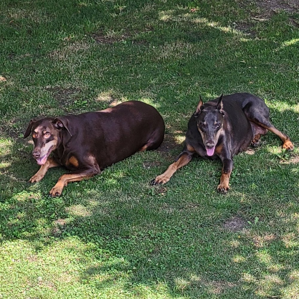 Illinois Doberman Rescue plus - Animal Shelters Near Me Illinois Doberman Rescue plus - Animal Shelters Near Me