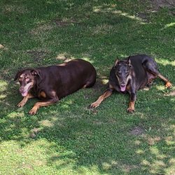 Illinois Doberman Rescue plus